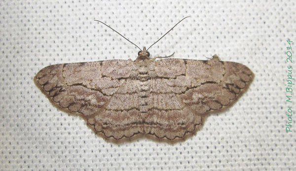 /filer/webapps/moths/media/images/H/herbuloti_Ectropis_A_Bippus.jpg
