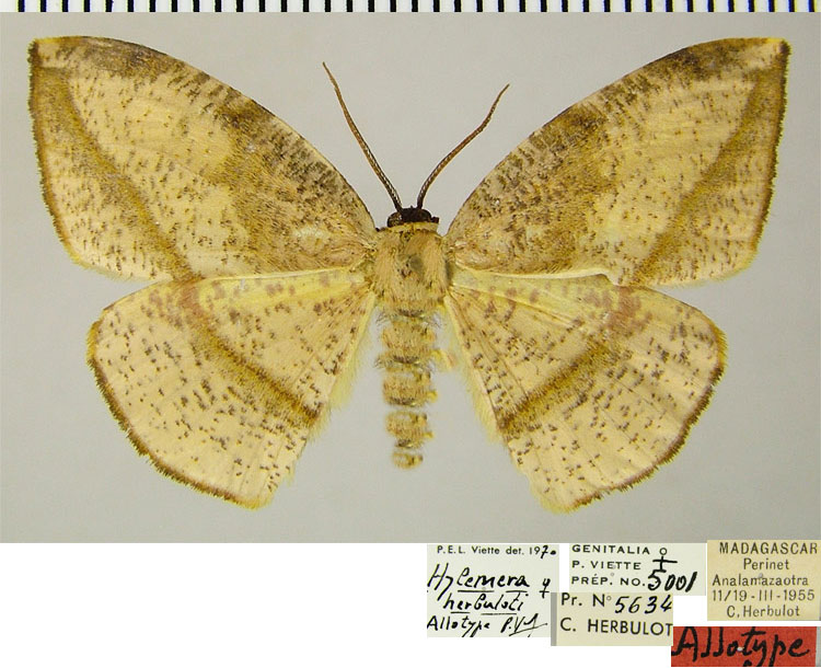 /filer/webapps/moths/media/images/H/herbuloti_Hylemera_AT_ZSM.jpg