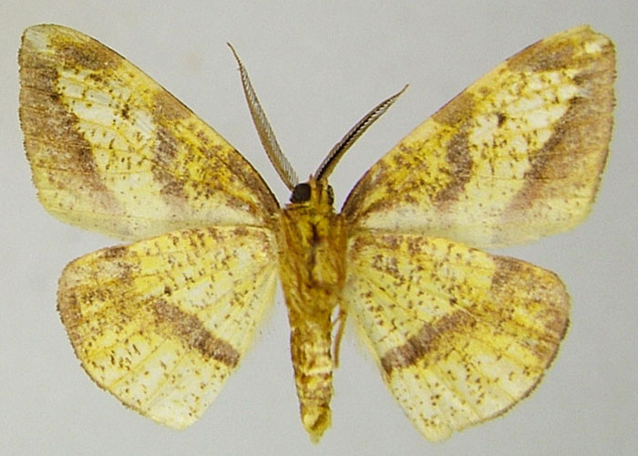 /filer/webapps/moths/media/images/H/herbuloti_Hylemera_HT_ZSMb.jpg
