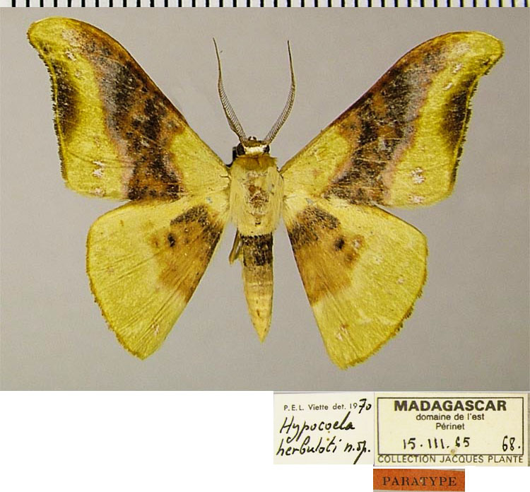 /filer/webapps/moths/media/images/H/herbuloti_Hypocoela_PTM_ZSMa.jpg