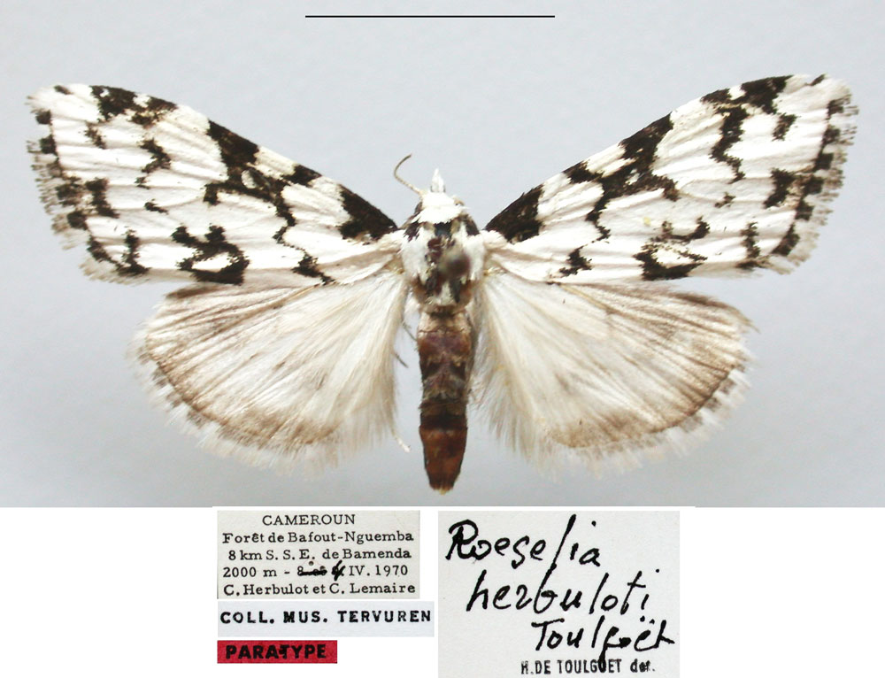 /filer/webapps/moths/media/images/H/herbuloti_Meganola_PTM_RMCA.jpg