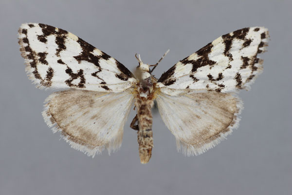 /filer/webapps/moths/media/images/H/herbuloti_Meganola_PT_BMNH.jpg