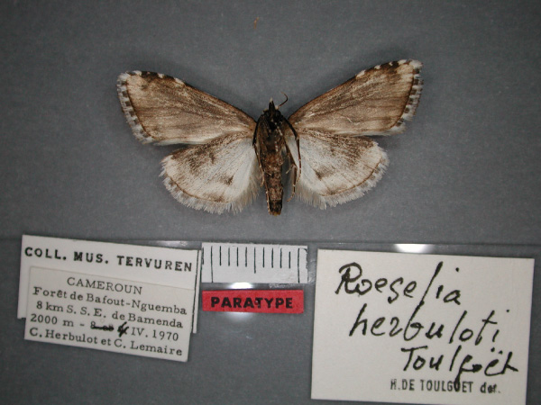 /filer/webapps/moths/media/images/H/herbuloti_Meganola_PT_RMCA_02.jpg