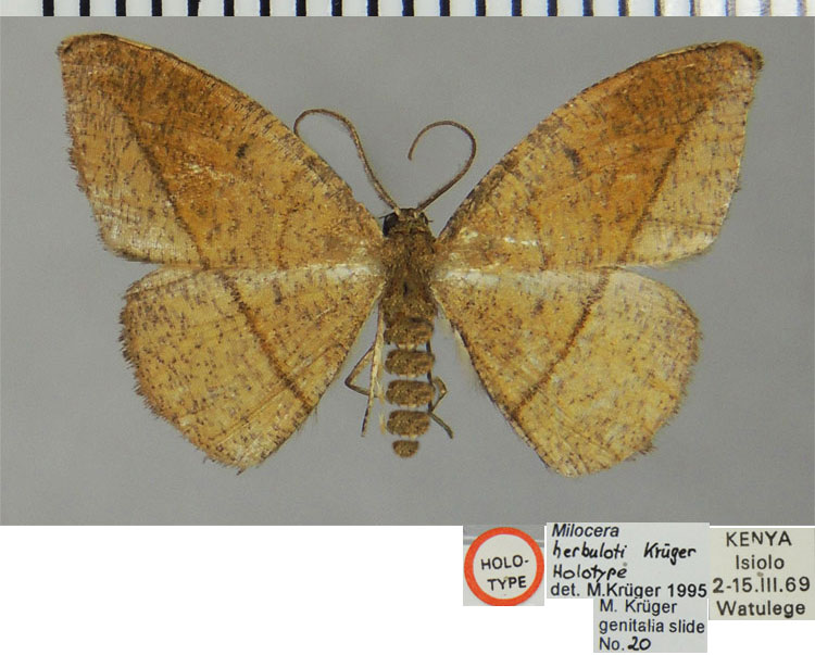 /filer/webapps/moths/media/images/H/herbuloti_Milocera_HT_ZSMa.jpg