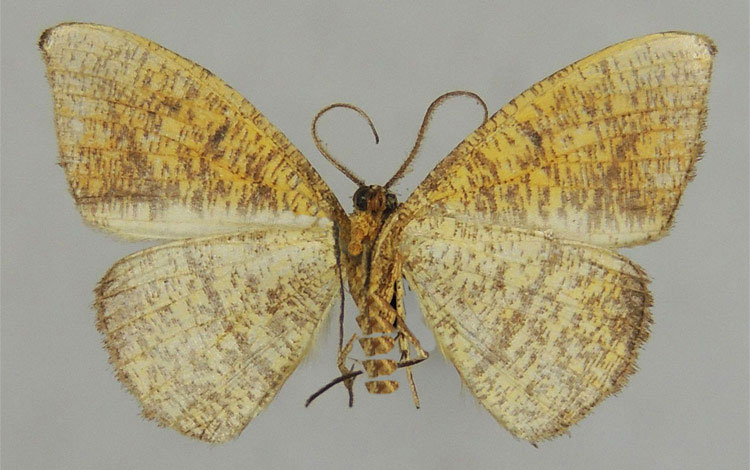 /filer/webapps/moths/media/images/H/herbuloti_Milocera_HT_ZSMb.jpg