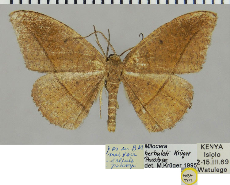 /filer/webapps/moths/media/images/H/herbuloti_Milocera_PTM_ZSM.jpg