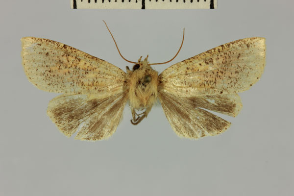 /filer/webapps/moths/media/images/H/herbuloti_Mythimna_AF_MNHN.jpg