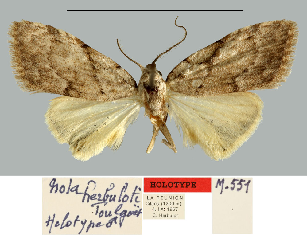 /filer/webapps/moths/media/images/H/herbuloti_Nola_HT_MNHN.jpg