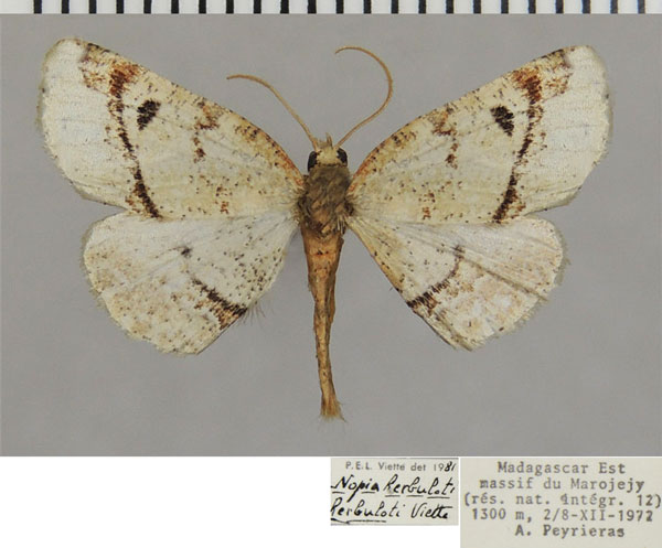/filer/webapps/moths/media/images/H/herbuloti_Nopia_AM_ZSMa.jpg