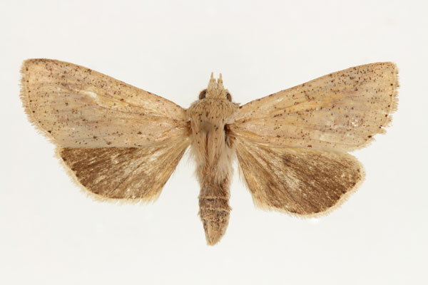 /filer/webapps/moths/media/images/H/herbuloti_Omphalestra_AF_RMCA_01.jpg