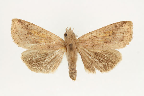 /filer/webapps/moths/media/images/H/herbuloti_Omphalestra_AF_RMCA_02.jpg