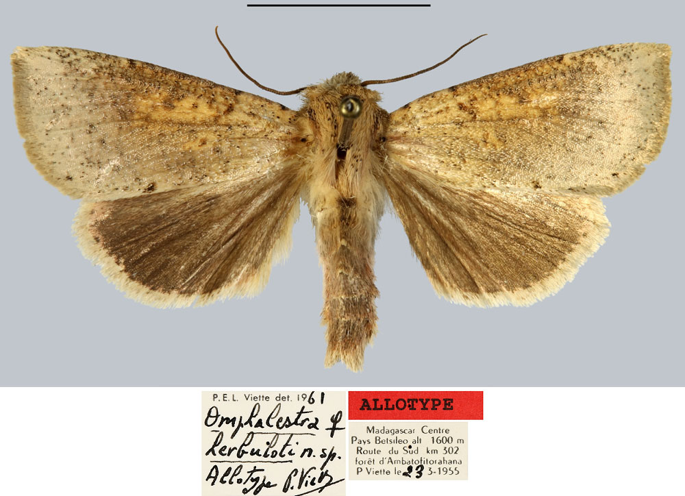 /filer/webapps/moths/media/images/H/herbuloti_Omphalestra_AT_MNHN.jpg
