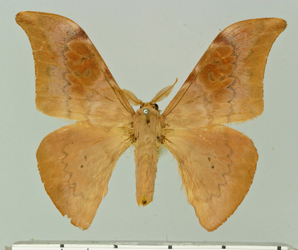 /filer/webapps/moths/media/images/H/herbuloti_Orthogonioptilum_AM_Basquin.jpg