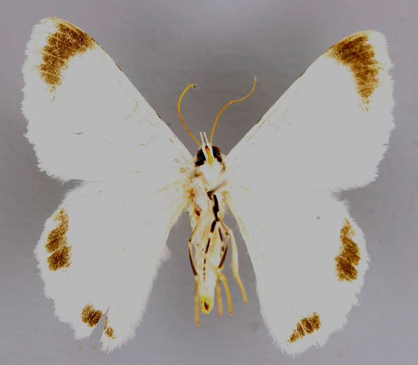 /filer/webapps/moths/media/images/H/herbuloti_Pingasa_A_ZSM_02.jpg