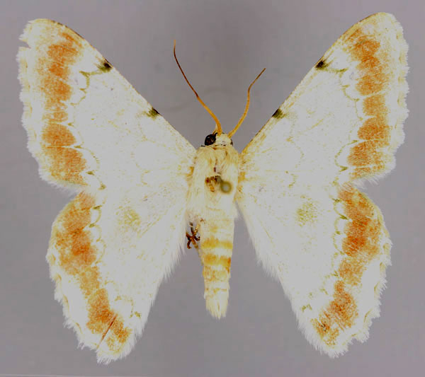 /filer/webapps/moths/media/images/H/herbuloti_Pingasa_A_ZSM_03.jpg