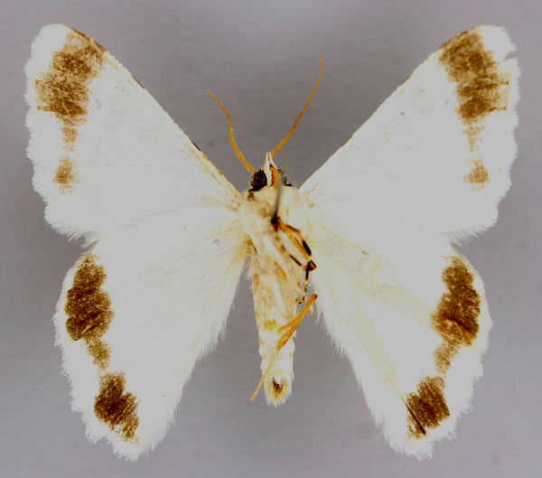 /filer/webapps/moths/media/images/H/herbuloti_Pingasa_A_ZSM_04.jpg