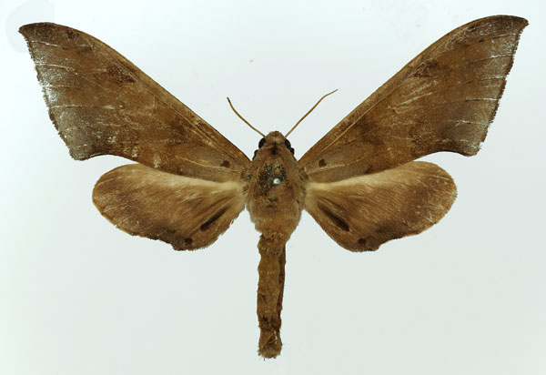 /filer/webapps/moths/media/images/H/herbuloti_Polyptychus_AF_Basquin.jpg