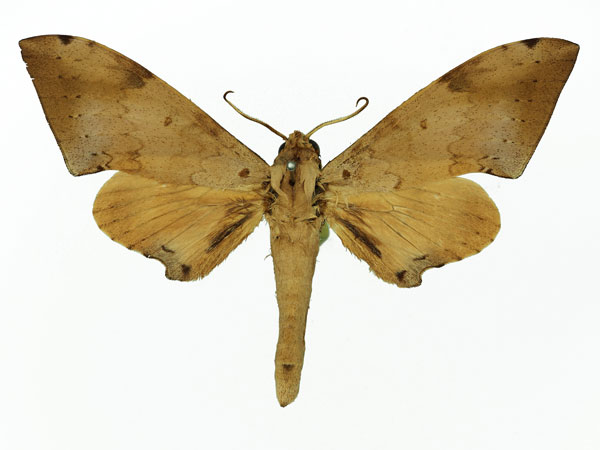 /filer/webapps/moths/media/images/H/herbuloti_Polyptychus_AM_Basquin_01a.jpg