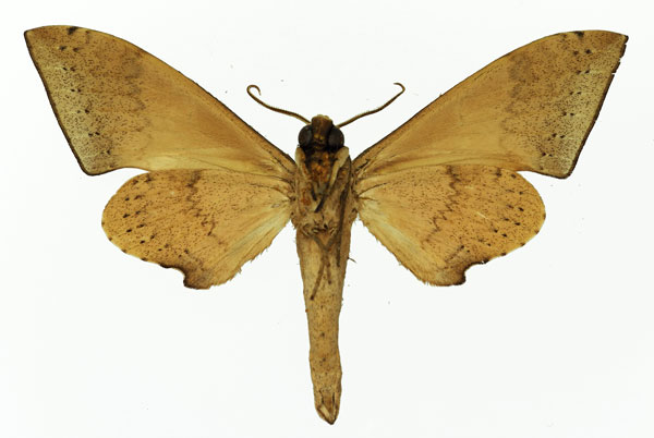 /filer/webapps/moths/media/images/H/herbuloti_Polyptychus_AM_Basquin_01b.jpg