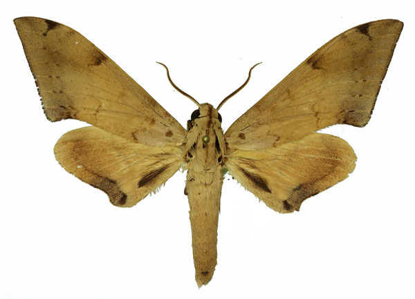 /filer/webapps/moths/media/images/H/herbuloti_Polyptychus_AM_Basquin_03.jpg