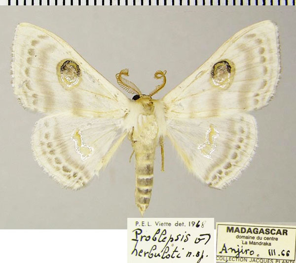 /filer/webapps/moths/media/images/H/herbuloti_Problepsis_AM_ZSMa.jpg