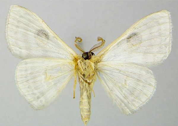 /filer/webapps/moths/media/images/H/herbuloti_Problepsis_AM_ZSMb.jpg