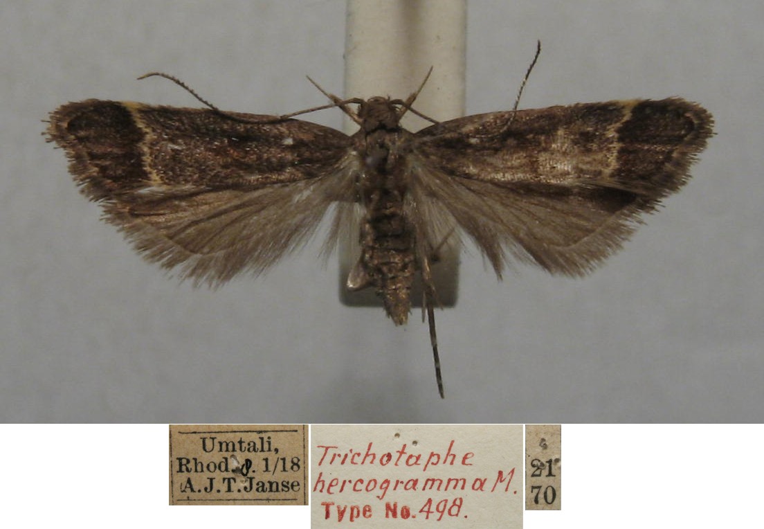 /filer/webapps/moths/media/images/H/hercogramma_Trichotaphe_FHT_TMSA.jpg