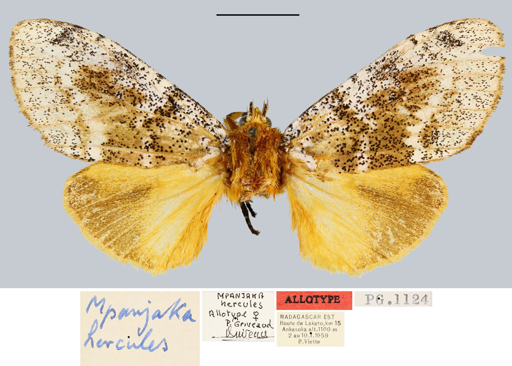 /filer/webapps/moths/media/images/H/hercules_Mpanjaka_AT_MNHN.jpg