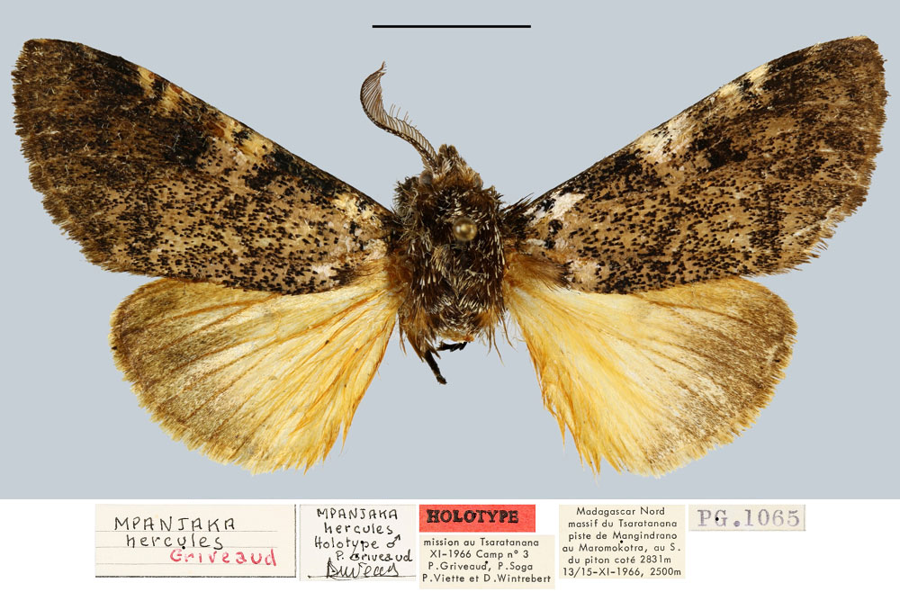 /filer/webapps/moths/media/images/H/hercules_Mpanjaka_HT_MNHN.jpg