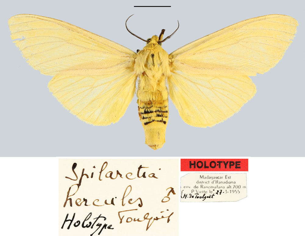 /filer/webapps/moths/media/images/H/hercules_Spilarctia_HT_MNHN.jpg