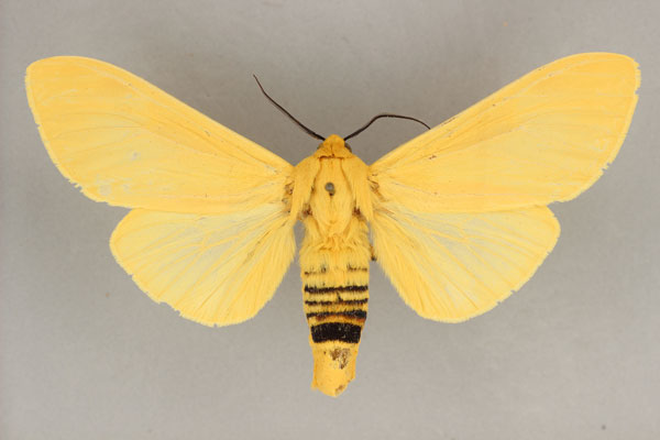 /filer/webapps/moths/media/images/H/hercules_Spilosoma_A_BMNH.jpg