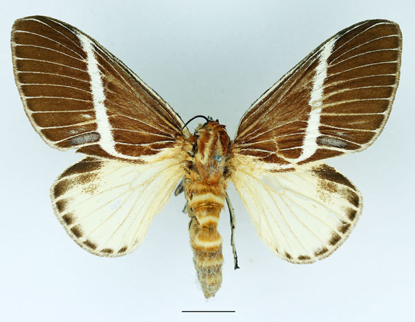 /filer/webapps/moths/media/images/H/herculeus_Hegetor_AF_Basquin_01.jpg