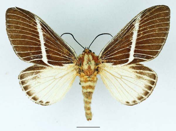 /filer/webapps/moths/media/images/H/herculeus_Hegetor_AF_Basquin_02.jpg