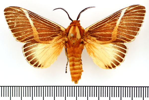 /filer/webapps/moths/media/images/H/herculeus_Hegetor_AM_BMNH.jpg