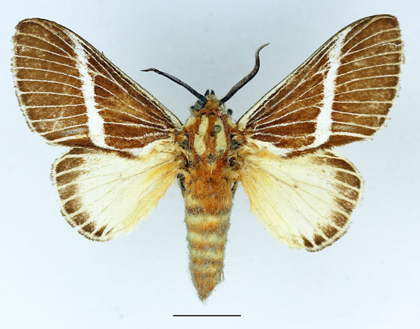 /filer/webapps/moths/media/images/H/herculeus_Hegetor_AM_Basquin_02.jpg