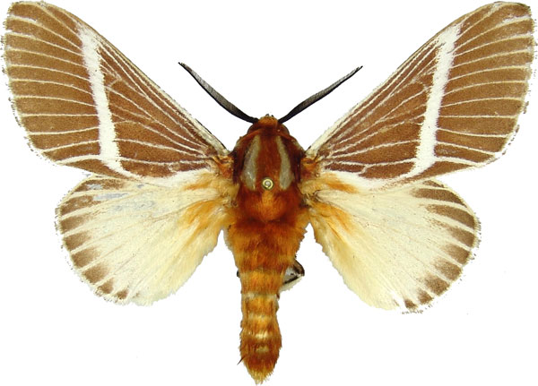 /filer/webapps/moths/media/images/H/herculeus_Hegetor_AM_MCJM.jpg