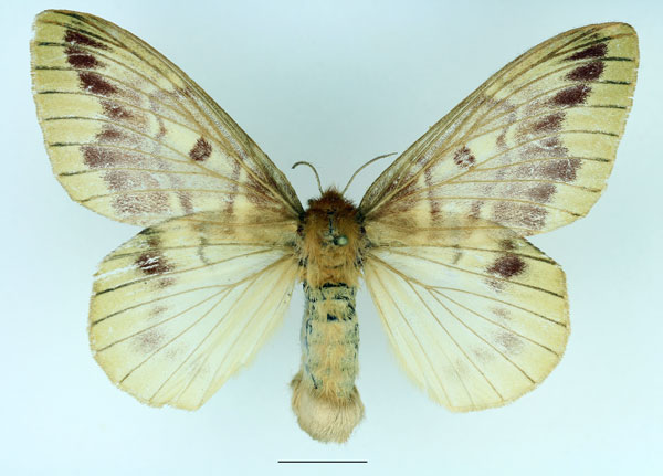 /filer/webapps/moths/media/images/H/heres_Lechriolepis_AF_Basquin_01.jpg