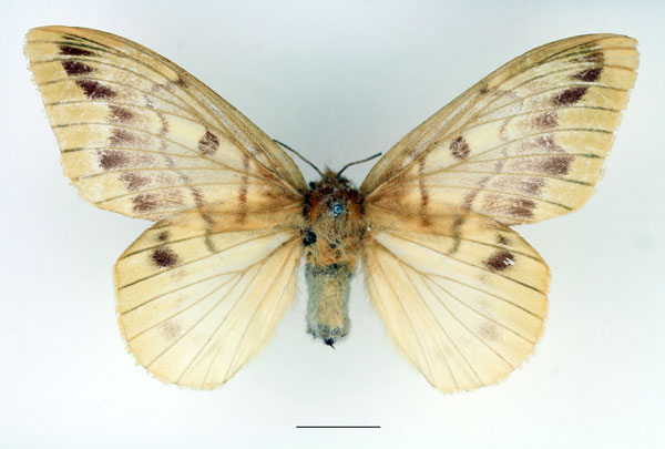 /filer/webapps/moths/media/images/H/heres_Lechriolepis_AF_Basquin_02.jpg