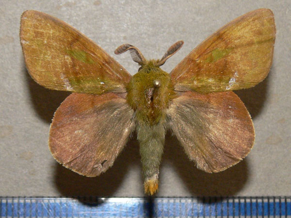 /filer/webapps/moths/media/images/H/heres_Lechriolepis_A_Goff_01.jpg