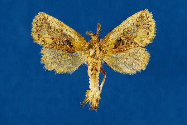 /filer/webapps/moths/media/images/H/herhausi_Moyencharia_HT_Lehmann.jpg