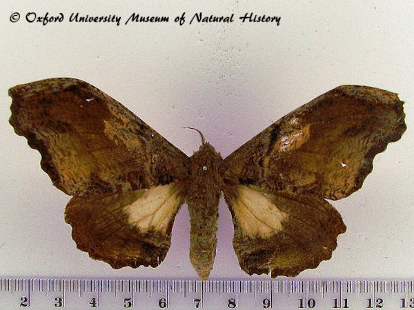 /filer/webapps/moths/media/images/H/herilla_Cyrtogone_AF_OUMNH.jpg