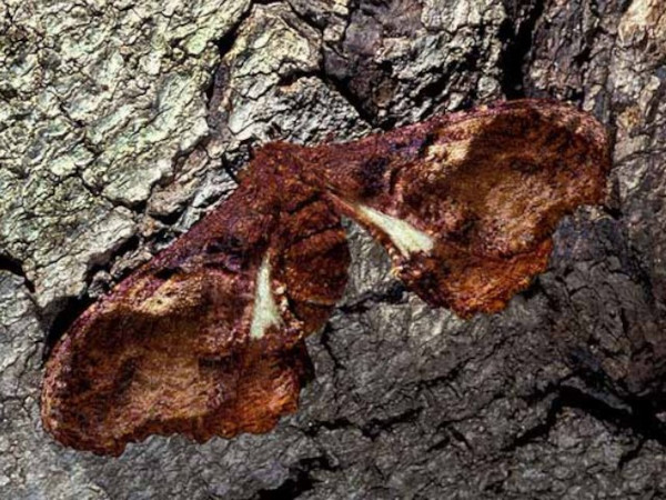 /filer/webapps/moths/media/images/H/herilla_Cyrtogone_AF_Wolfe_02.jpg