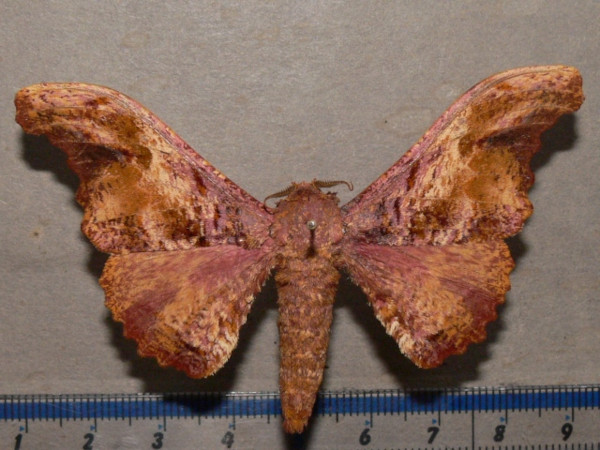 /filer/webapps/moths/media/images/H/herilla_Cyrtogone_AM_Goffa_02.jpg