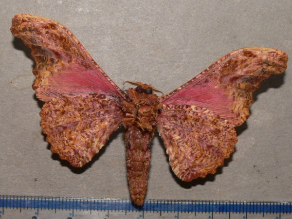 /filer/webapps/moths/media/images/H/herilla_Cyrtogone_AM_Goffb_01.jpg