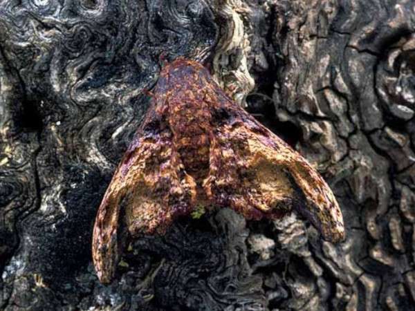 /filer/webapps/moths/media/images/H/herilla_Cyrtogone_AM_Wolfe_01.jpg