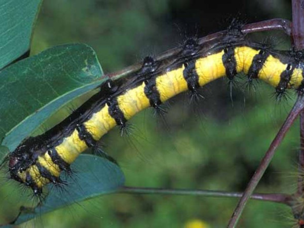 /filer/webapps/moths/media/images/H/herilla_Cyrtogone_C_Wolfe_03.jpg