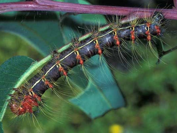 /filer/webapps/moths/media/images/H/herilla_Cyrtogone_C_Wolfe_04.jpg