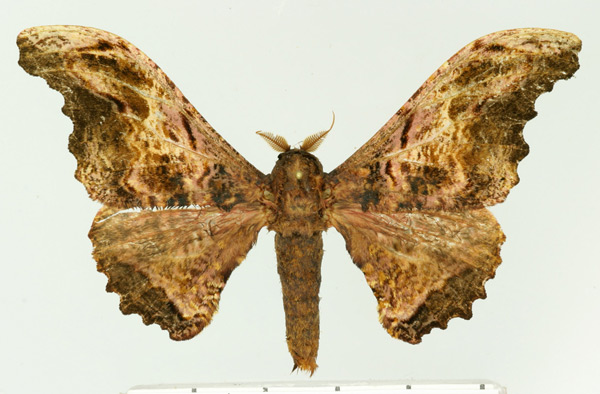 /filer/webapps/moths/media/images/H/herilla_Micragone_AM_Basquin.jpg