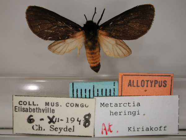 /filer/webapps/moths/media/images/H/heringi_Metarctia_AT_RMCA_01.jpg