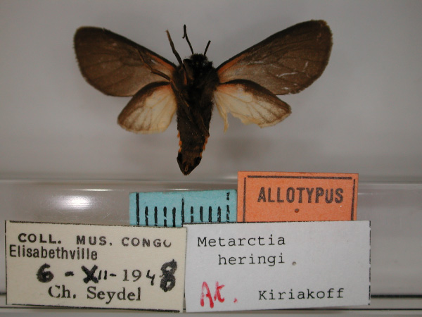 /filer/webapps/moths/media/images/H/heringi_Metarctia_AT_RMCA_02.jpg